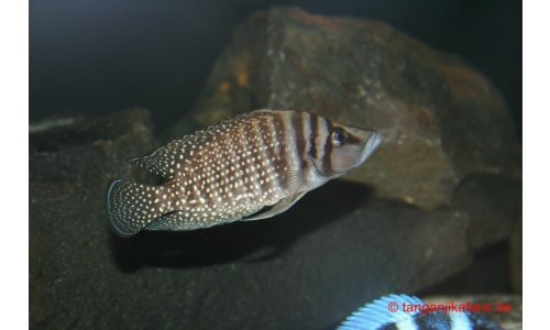 Altolamprologus calvus white